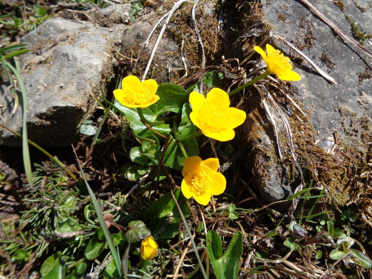 Berggasthof Sonne Allgaeu ゾントホーフェン エクステリア 写真