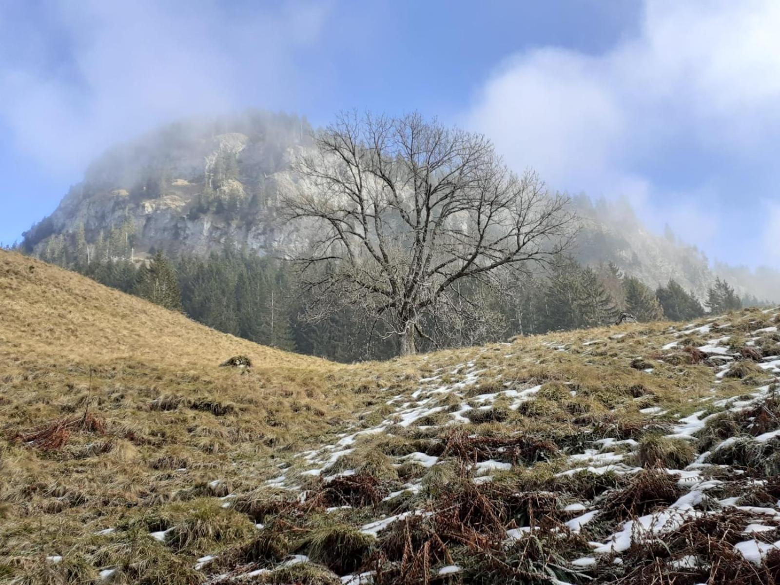 Berggasthof Sonne Allgaeu ゾントホーフェン エクステリア 写真